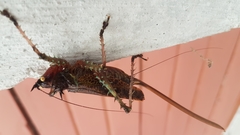 Panacanthus intensus