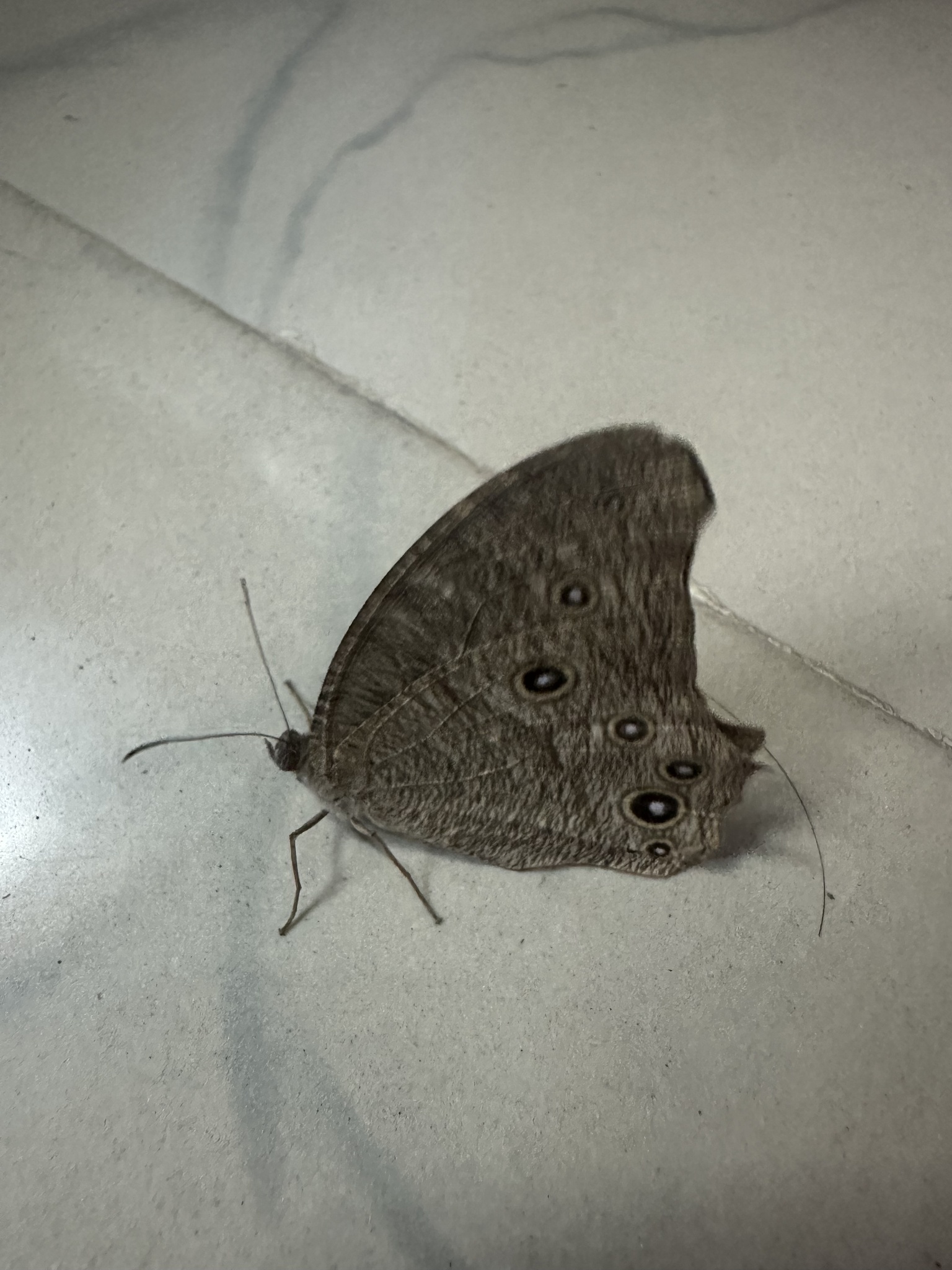 Common Evening Brown