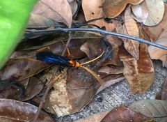 Leptodialepis bipartitus