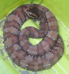 Agkistrodon russeolus