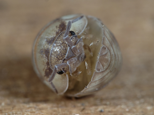 Nosy Pill Woodlouse photo 5