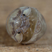 Nosy Pill Woodlouse - Photo (c) Gilles San Martin, some rights reserved (CC BY-SA), uploaded by Gilles San Martin