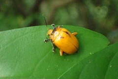 Podontia lutea