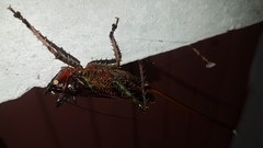 Panacanthus intensus