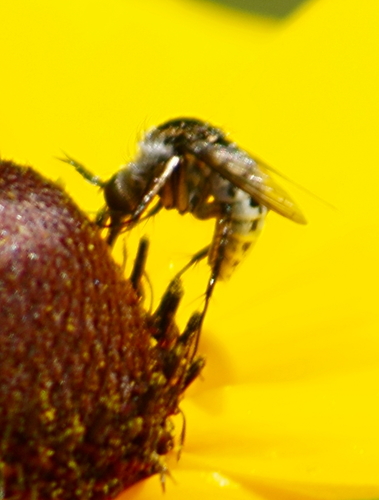Toxophora amphitea photo 2