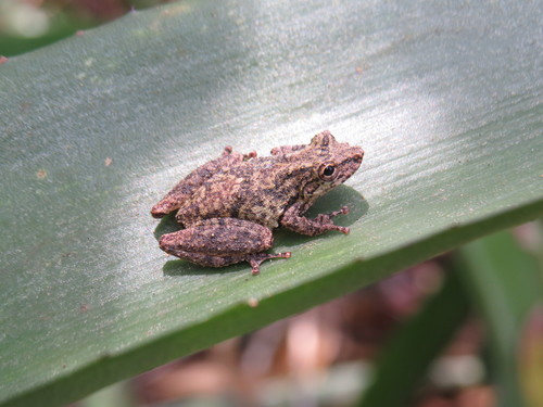 Rio Mutum Snouted Treefrog