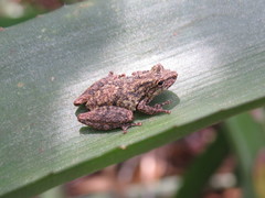 Scinax argyreornatus