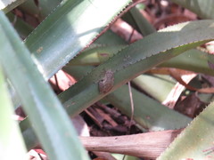 Scinax argyreornatus