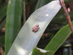 Scinax argyreornatus