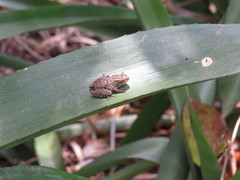 Scinax argyreornatus