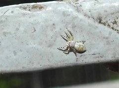 Phintelloides versicolor