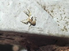 Phintelloides versicolor