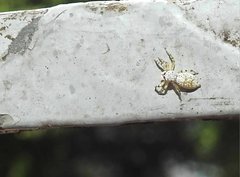 Phintelloides versicolor