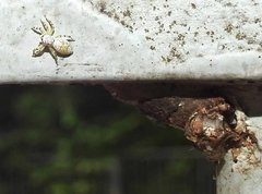 Phintelloides versicolor