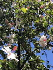 Hibiscus arnottianus