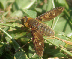 Poecilanthrax alcyon