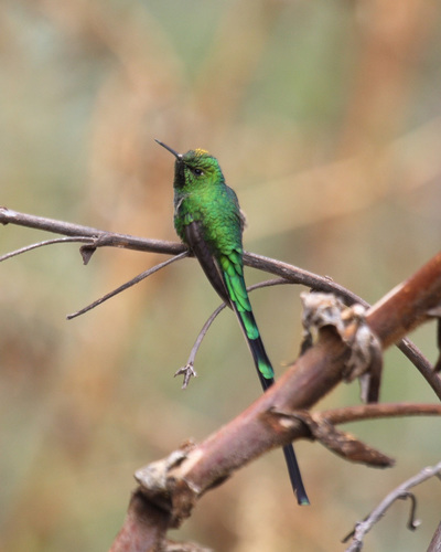 Green-tailed Trainbearer