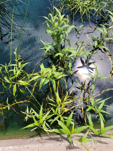 Persicaria lapathifolia iNat (2)