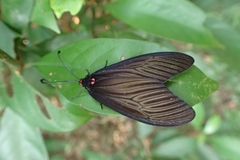 Gynautocera rubriscutellata