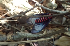 Gynautocera rubriscutellata