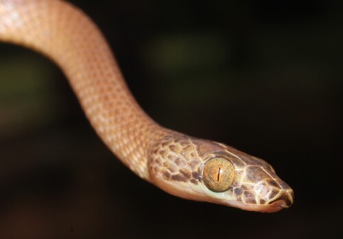 Uganda House Snake, Hormonotus modestus