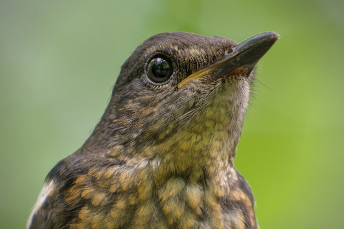 Oriental Magpie-Robin, Shivalaya Society, Pashan, Pune, Maharashtra 411021, India, photo 9 of 10