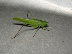 Neoconocephalus puiggarii