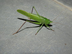 Neoconocephalus puiggarii