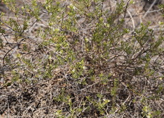 Lepidium leptopetalum