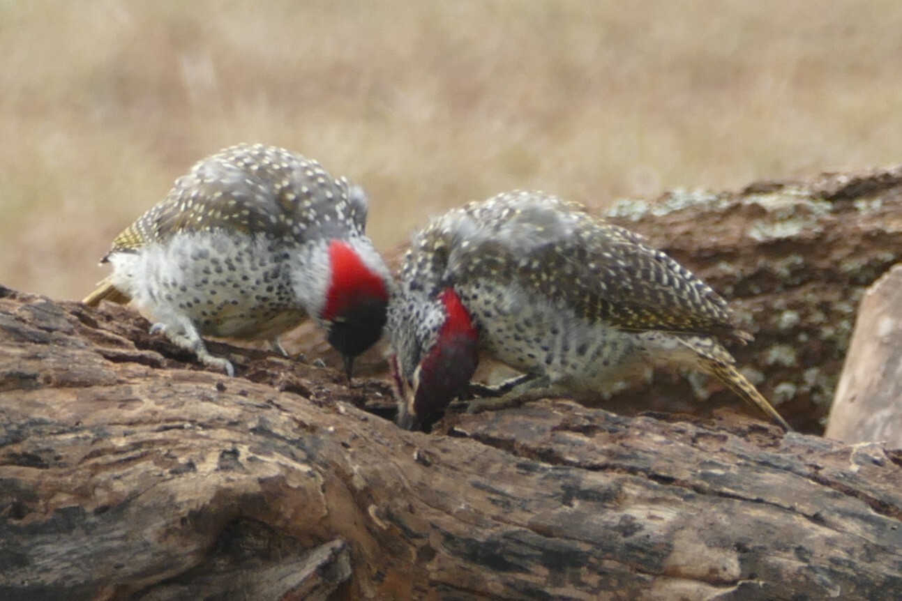 Nubian Woodpecker (Campethera nubica), photo 6