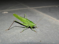 Neoconocephalus puiggarii