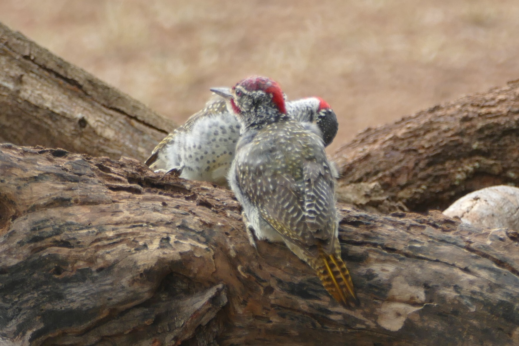 Nubian Woodpecker (Campethera nubica), photo 8