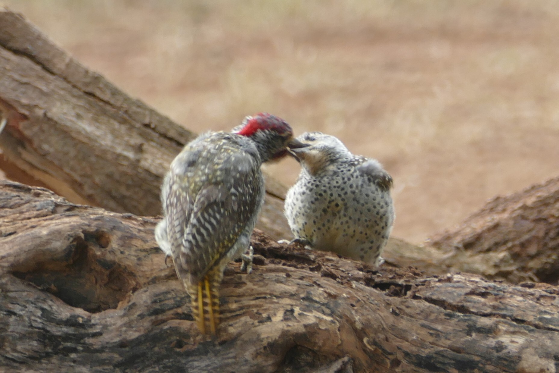 Nubian Woodpecker (Campethera nubica), photo 9