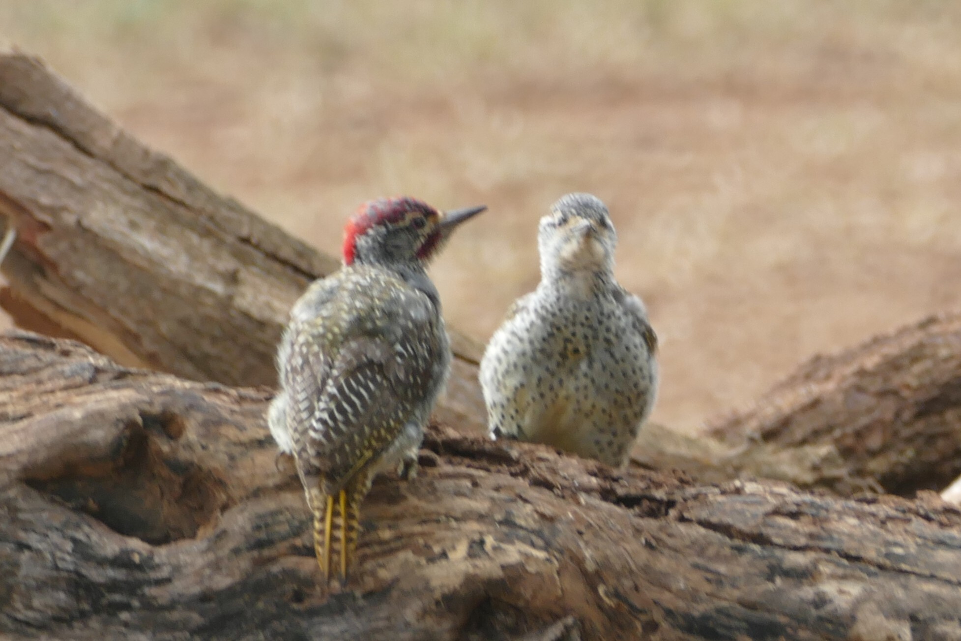 Nubian Woodpecker (Campethera nubica), photo 10