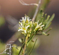 Lepidium leptopetalum