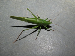 Neoconocephalus puiggarii