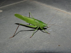 Neoconocephalus puiggarii