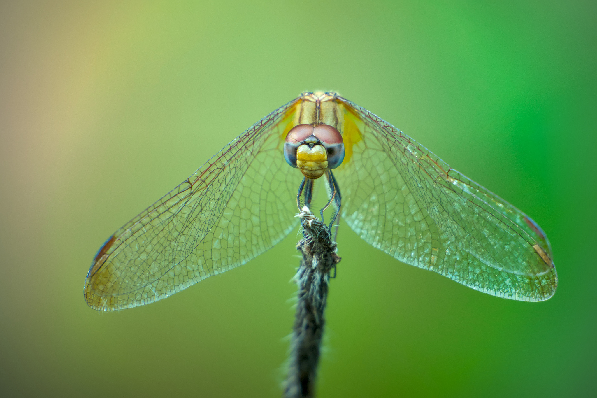 Crimson Marsh Glider