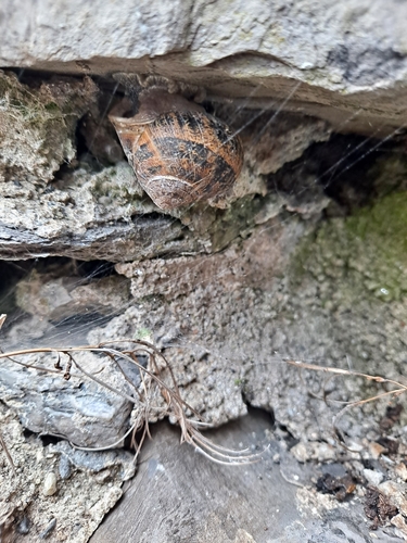 Cornu aspersum