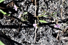 Chortophaga australior