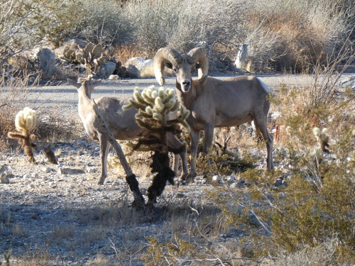 iNaturalist observation photo of Desert Bighorn Sheep