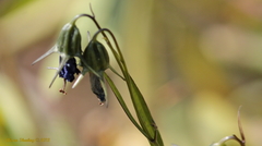 Mertensia paniculata