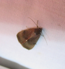 Galgula
