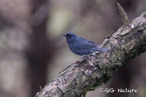 Slaty Bunting (Emberiza siemsseni), photo 6