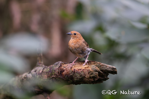 Slaty Bunting (Emberiza siemsseni), photo 9