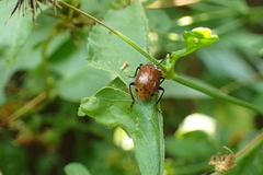 Gallerucida singularis