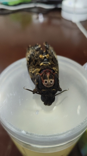 Greater Death's Head Hawkmoth