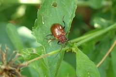 Gallerucida singularis