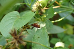 Gallerucida singularis