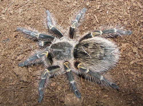 Chaco Golden knee Tarantula Grammostola pulchripes iNaturalist